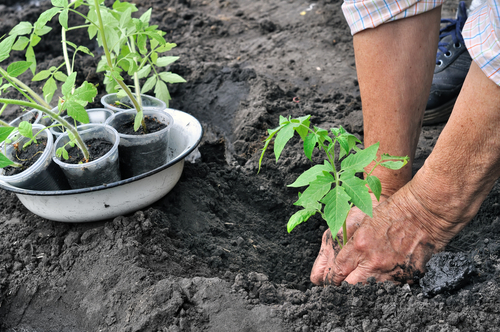 gardening